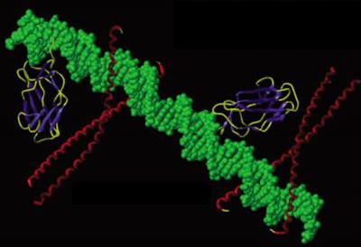 Protein bound to DNA